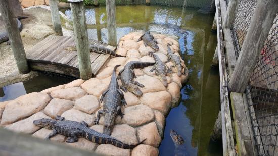 Gator Golf And Adventure Park